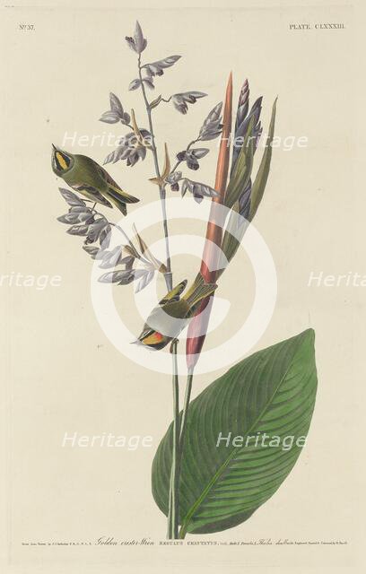 Golden-Crested Wren, 1833. Creator: Robert Havell.