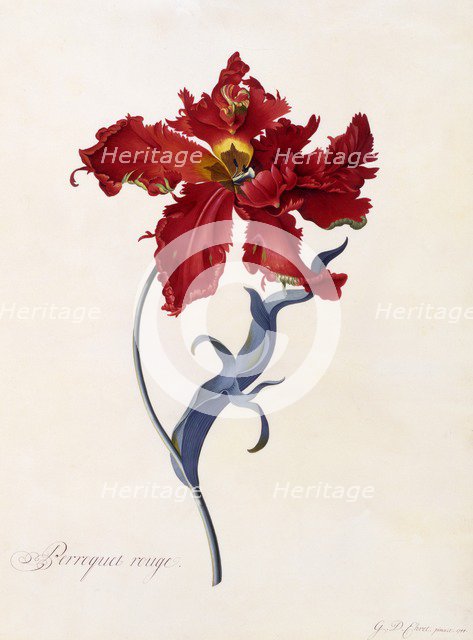 Perroquet Rouge, c. 1744 (hand coloured engraving). Creator: "Georg Dionysius Ehret (1710 - 70); Ehret, Georg Dionysius (1710-1770)".