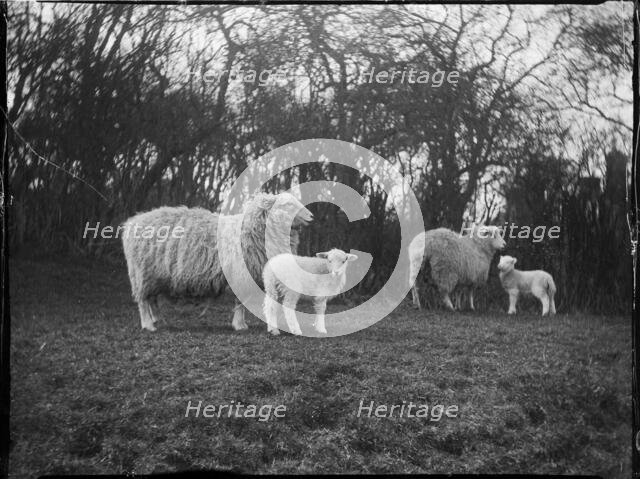 Broomfield, Broomfield and Kingswood, Maidstone, Kent, 1904. Creator: Katherine Jean Macfee.