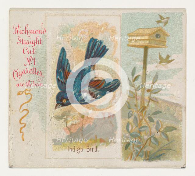 Indigo Bird, from the Song Birds of the World series (N42) for Allen & Ginter Cigarettes, ..., 1890. Creator: Allen & Ginter.