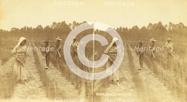 Upland rice. [Hoeing rice], (1868-1900?). Creator: O. Pierre Havens.