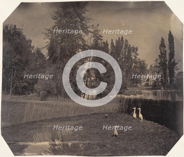 [Heron Pond, Zoological Gardens, Brussels], 1854-56. Creator: Louis-Pierre-Théophile Dubois de Nehaut.