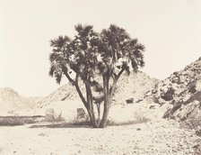 Environs de Fileh, Palmier Doum sur la Rive Orientale du Nil, 1851-52, printed 1853-54. Creator: Félix Teynard.