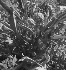 Artichoke, Monterey County, California, 1939. Creator: Dorothea Lange.