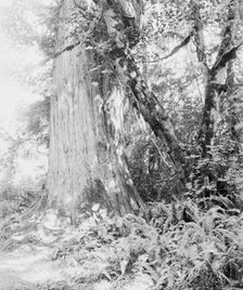 Big tree in Stanley Park, Vancouver, Canada, between 1900 and 1910. Creator: Unknown.
