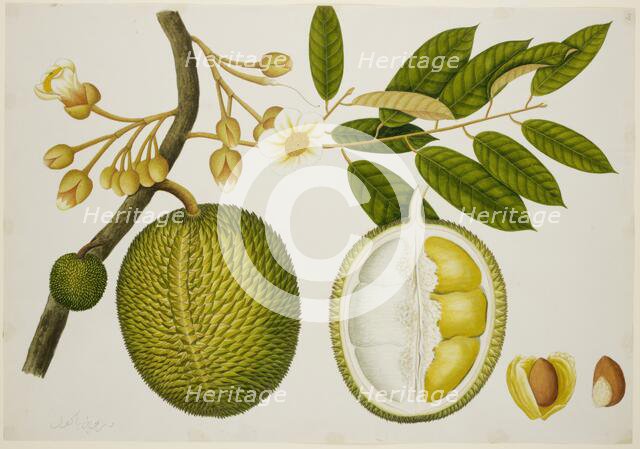 Durio Zibethinus (Bombacaceae), c1824.  Creator: Unknown.