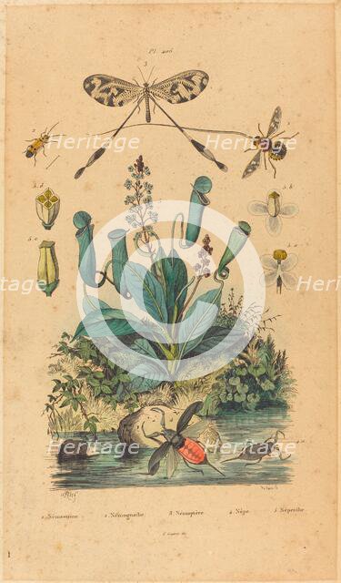 Insects and Flowers, published 1837. Creator: Unknown.