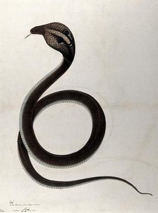 Indian cobra, with 'spectacle' marking on hood, 1782. Creator: Unknown.