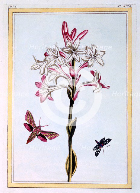 La Tuberose,  pub. 1776. Creator: Pierre Joseph Buchoz (1731-1807).