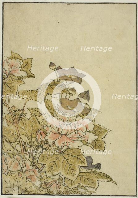 Autumn Flowers: Peonies and Bellflowers, from the book "Mirror of Beautiful Women of the..., 1776. Creator: Shunsho.