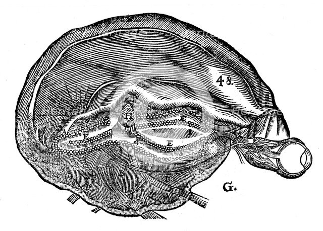 Rene Descartes' diagram of the human brain and eye, 1692. Artist: Unknown