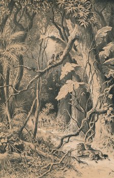 'A Forest in Central Africa', c1880. Artist: Unknown.