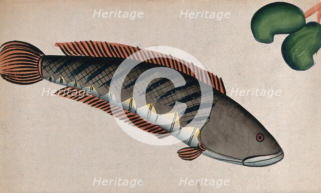 Fish. Creator: Unknown.