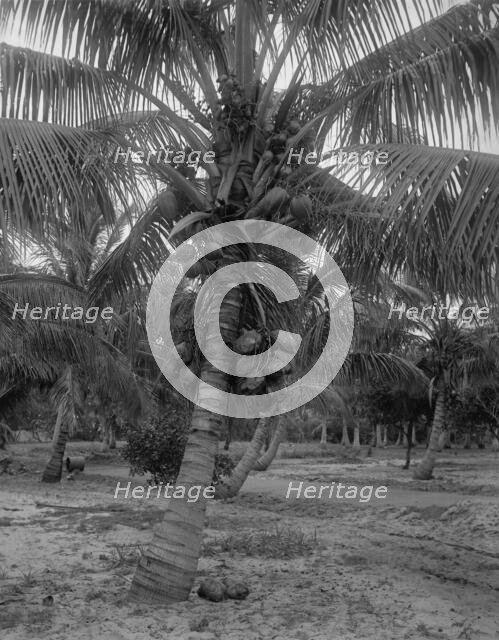 Cocoanut trees, Lake Worth, Fla., between 1880 and 1897. Creator: William H. Jackson.