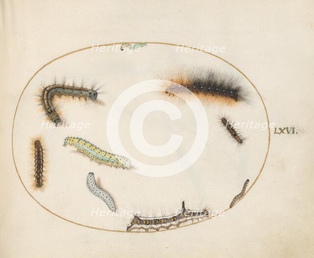 Animalia Qvadrvpedia et Reptilia (Terra): Plate LXVI, c. 1575/1580. Creator: Joris Hoefnagel.