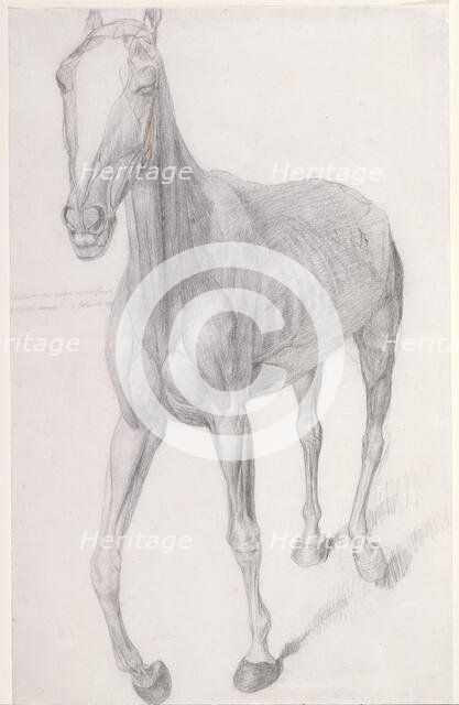 Working drawing for 'The Seventh Anatomical Table of the Muscles ... of the Horse', 1756. Creator: George Stubbs.