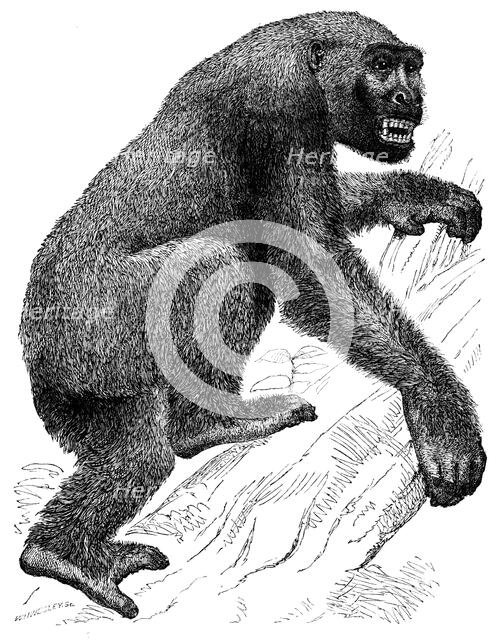 The Gorilla, 19th century? Creator: Unknown.