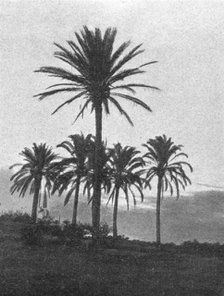 ''A la lisiere du desert en Tripolitaine; Le Nord-Est Africain', 1914. Creator: Unknown.