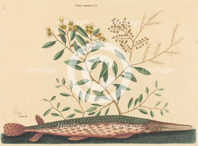 The Green Gar Fish (Esox osseus), published 1731-1743. Creator: Mark Catesby.