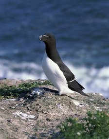 Razorbill.