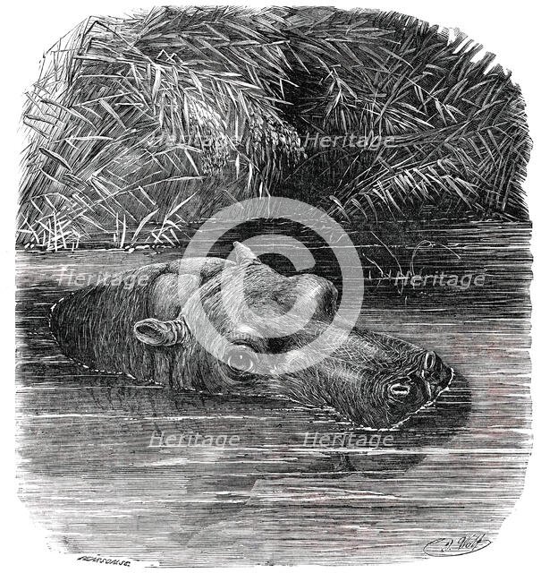 The Hippopotamus in the Gardens of the Zoological Society, Regent's-Park, 1850. Creator: Pearson.