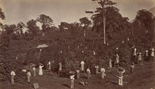 Coffee Harvesting, Las Nubes-Guatemala, 1875. Creator: Eadweard J Muybridge.