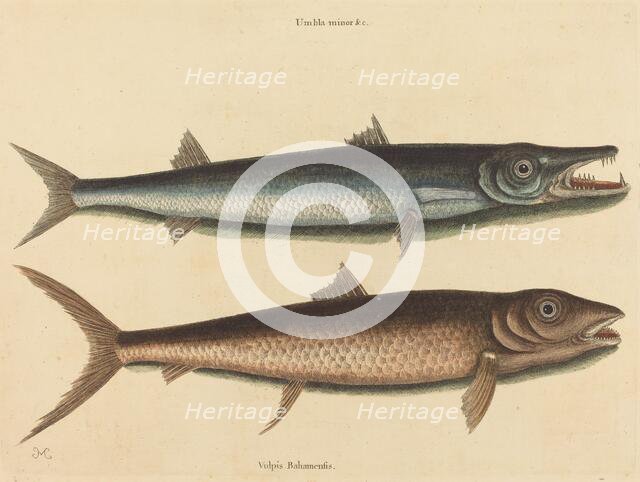 The Barracuda (Esox barracuda), published 1754. Creator: Mark Catesby.