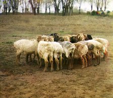 Fat [sic] sheep, Golodnaia Steppe, between 1905 and 1915. Creator: Sergey Mikhaylovich Prokudin-Gorsky.