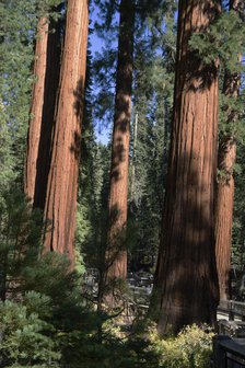 Mariposa Grove, Yosemite, California, USA, 2022. Creator: Ethel Davies.