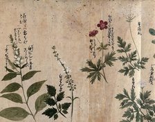 Five flowering plants, one possibly an Anthriscus species, 1870. Creator: Unknown.