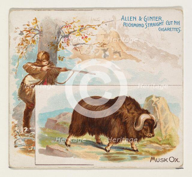 Musk Ox, from Quadrupeds series (N41) for Allen & Ginter Cigarettes, 1890. Creator: Allen & Ginter.
