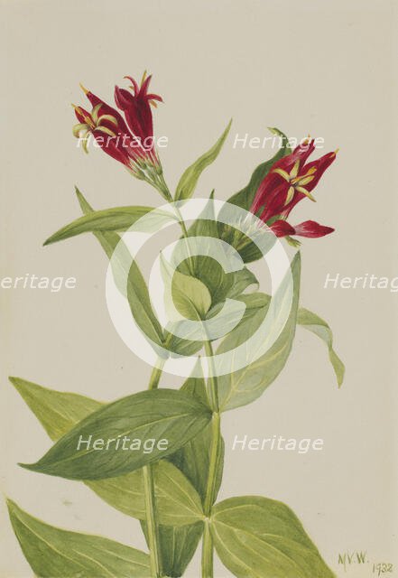 Carolina Pink (Spigelia marylandica), 1932. Creator: Mary Vaux Walcott.