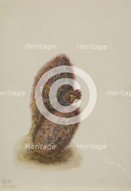 Green Strawberry Cactus (Echinocereus viridiflorus), 1925. Creator: Mary Vaux Walcott.