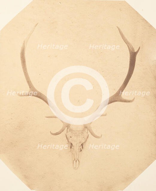 Stag Trophy Head, Killed by Ned Ross, ca. 1858. Creator: Horatio Ross.