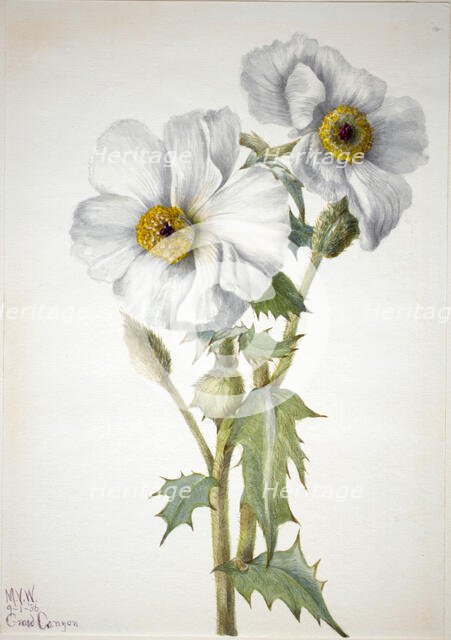 Prickly Poppy (Argemone hispeda), 1936. Creator: Mary Vaux Walcott.