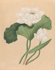 East Indian Lotus (Nelumbo nucifera), late 19th century. Creator: Unknown.