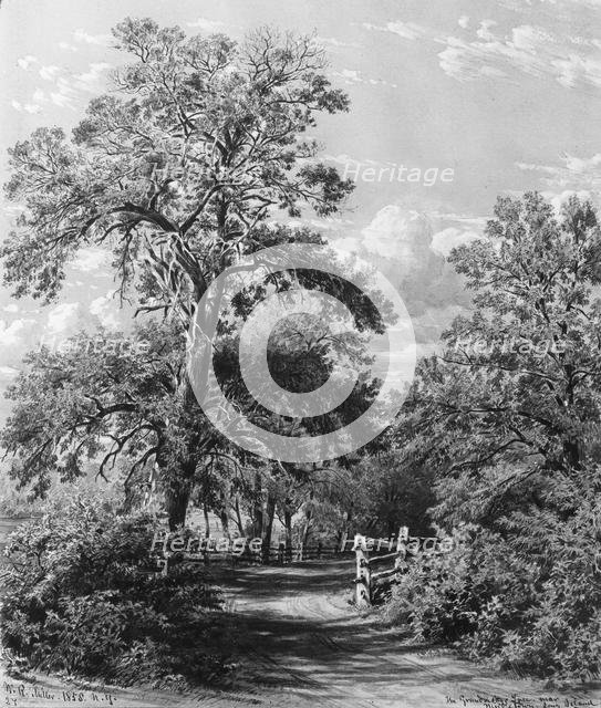 The Grandmother Tree, near Middletown, Long Island, 1858. Creator: William Rickarby Miller.