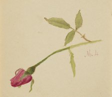 Untitled (Rose), 1872. Creator: Mary Vaux Walcott.