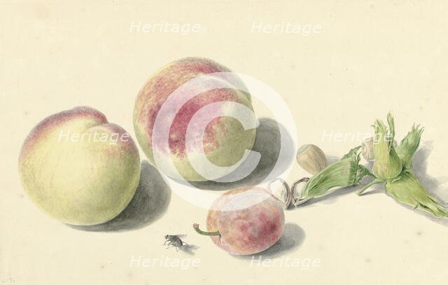 Peaches, nuts, a plum and a fly, 1818-1853. Creator: Elisabeth Geertruida van de Kasteele.