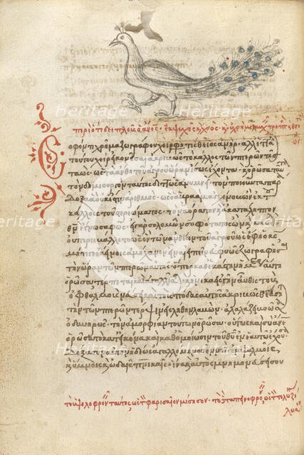 A Peacock, 1510-1520. Creator: Unknown.