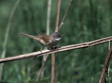 Common whitethroat.