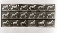 Horse on Rockers and Horse Rolling a Barrel, Plate 649 from Animal Locomotion, 1887 (photograph)