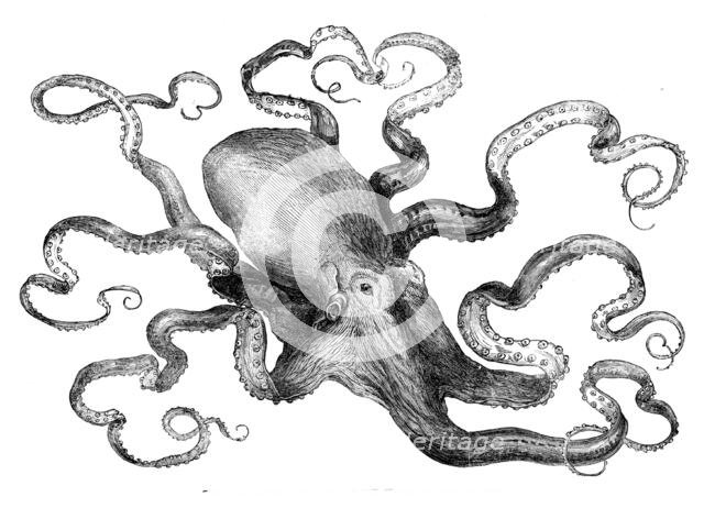 The eight-armed cuttle-fish in the Crystal Palace Aquarium, 1871. Creator: Unknown.