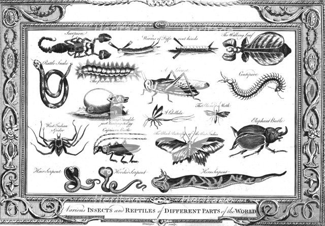 'Various Insects and Reptiles of Different Parts of the World'. Artist: W Grainger.