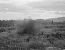 Tomarack stump is blasted, Bonner County, Idaho, 1939. Creator: Dorothea Lange.