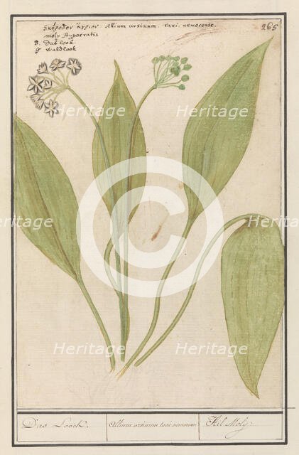 Bear's garlic (Allium ursinum), 1596-1610. Creators: Anselmus de Boodt, Elias Verhulst.