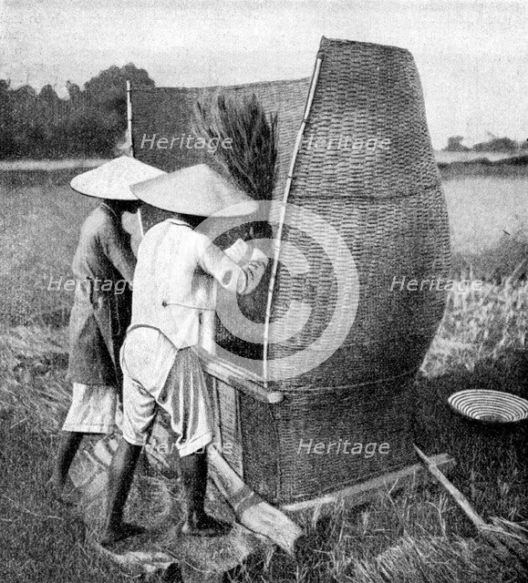 The Annamese way of reaping and threshing rice, Annam, Vietnam, 1922. Artist: Unknown