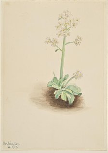 Early Saxifrage (Saxifraga virginiensis), 1917. Creator: Mary Vaux Walcott.