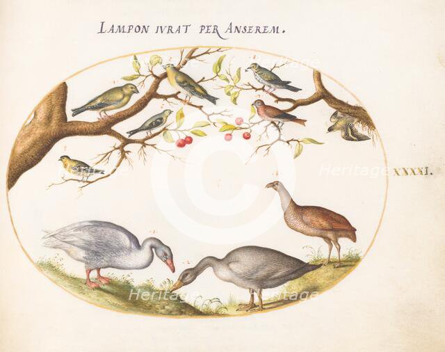 Animalia Volatilia et Amphibia (Aier): Plate XLI, c. 1575/1580. Creator: Joris Hoefnagel.