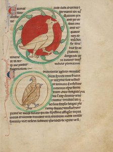 A Hercinia; Partridges; Northumberland Bestiary, about 1250-1260. Creator: Unknown.